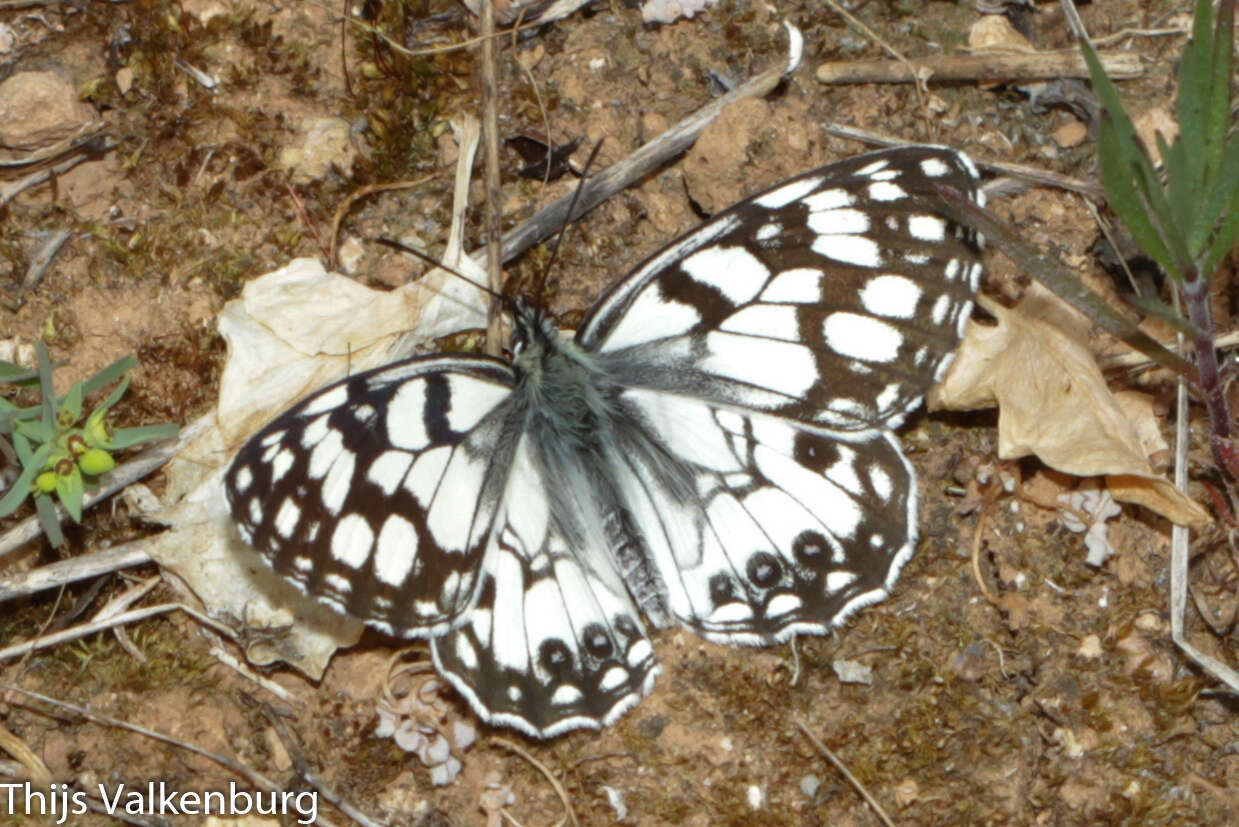 Image of Melanargia ines Hoffmannsegg 1804