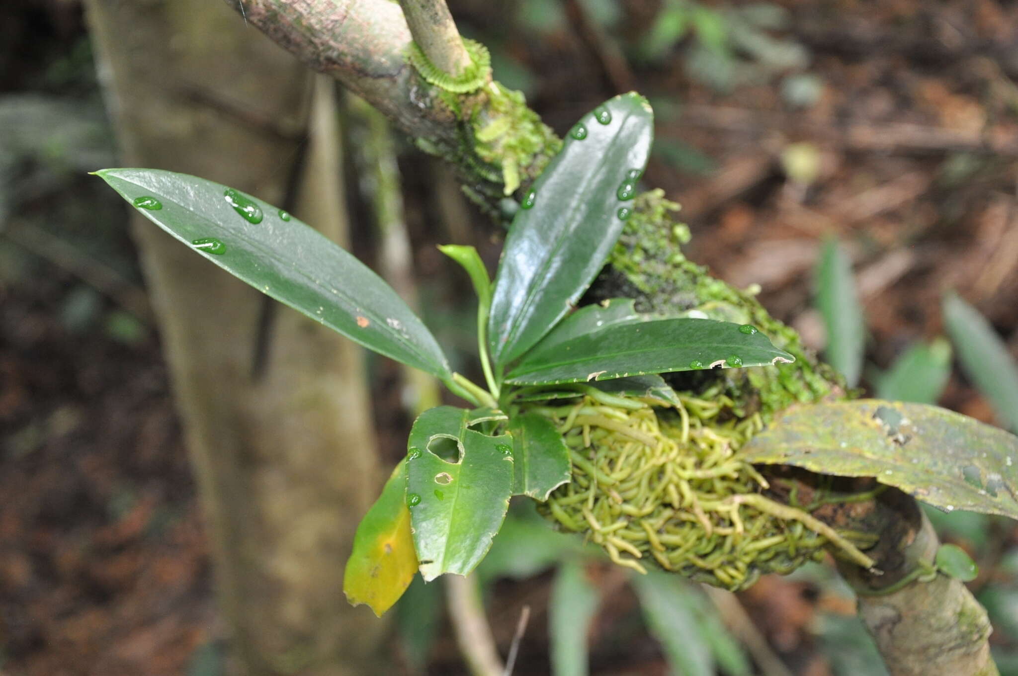 Image of Anthurium correae Croat