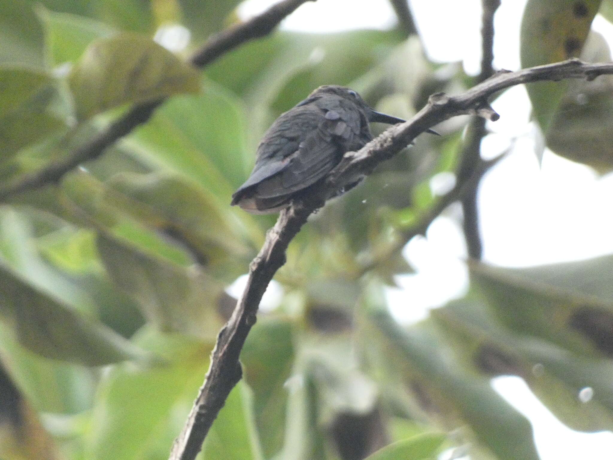 Plancia ëd Anthracothorax mango (Linnaeus 1758)