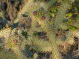 Image of Cylindropuntia alcahes var. burrageana (Britton & Rose) Rebman