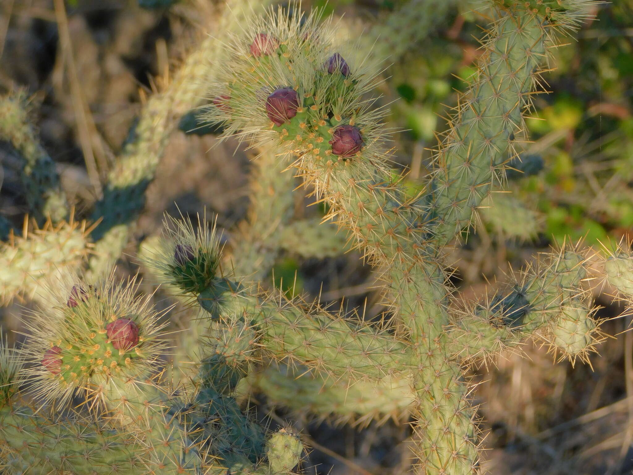 Image of Cylindropuntia alcahes var. burrageana (Britton & Rose) Rebman