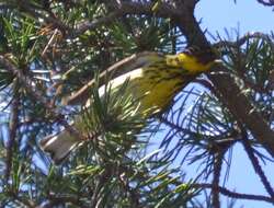 Image of Cape May Warbler