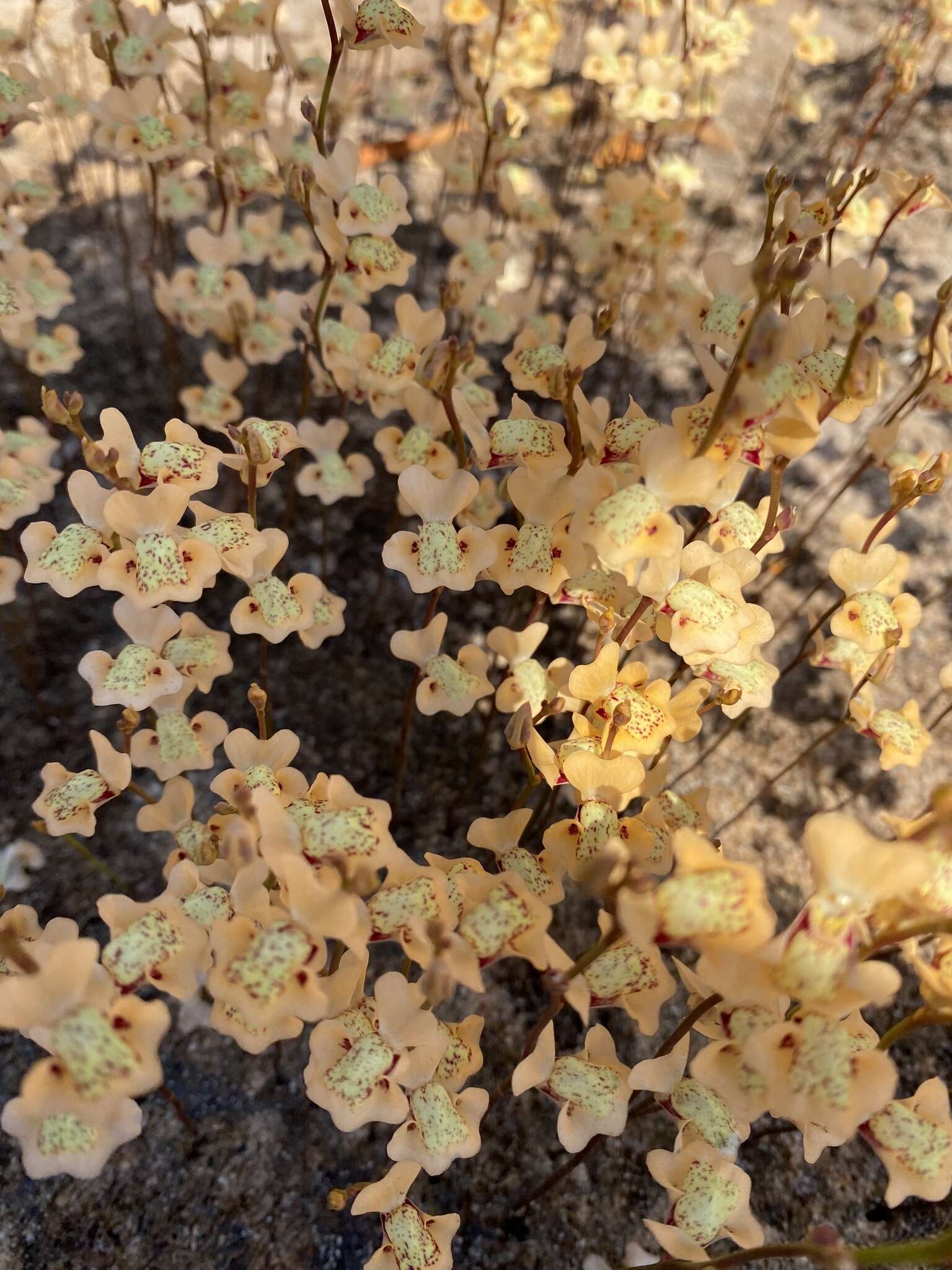 Image of Utricularia fulva F. Muell.