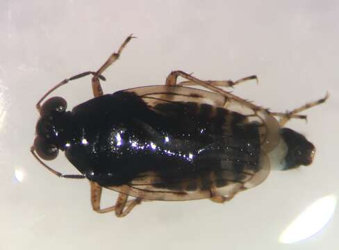 Image of Saldula lomata J. Polhemus 1985