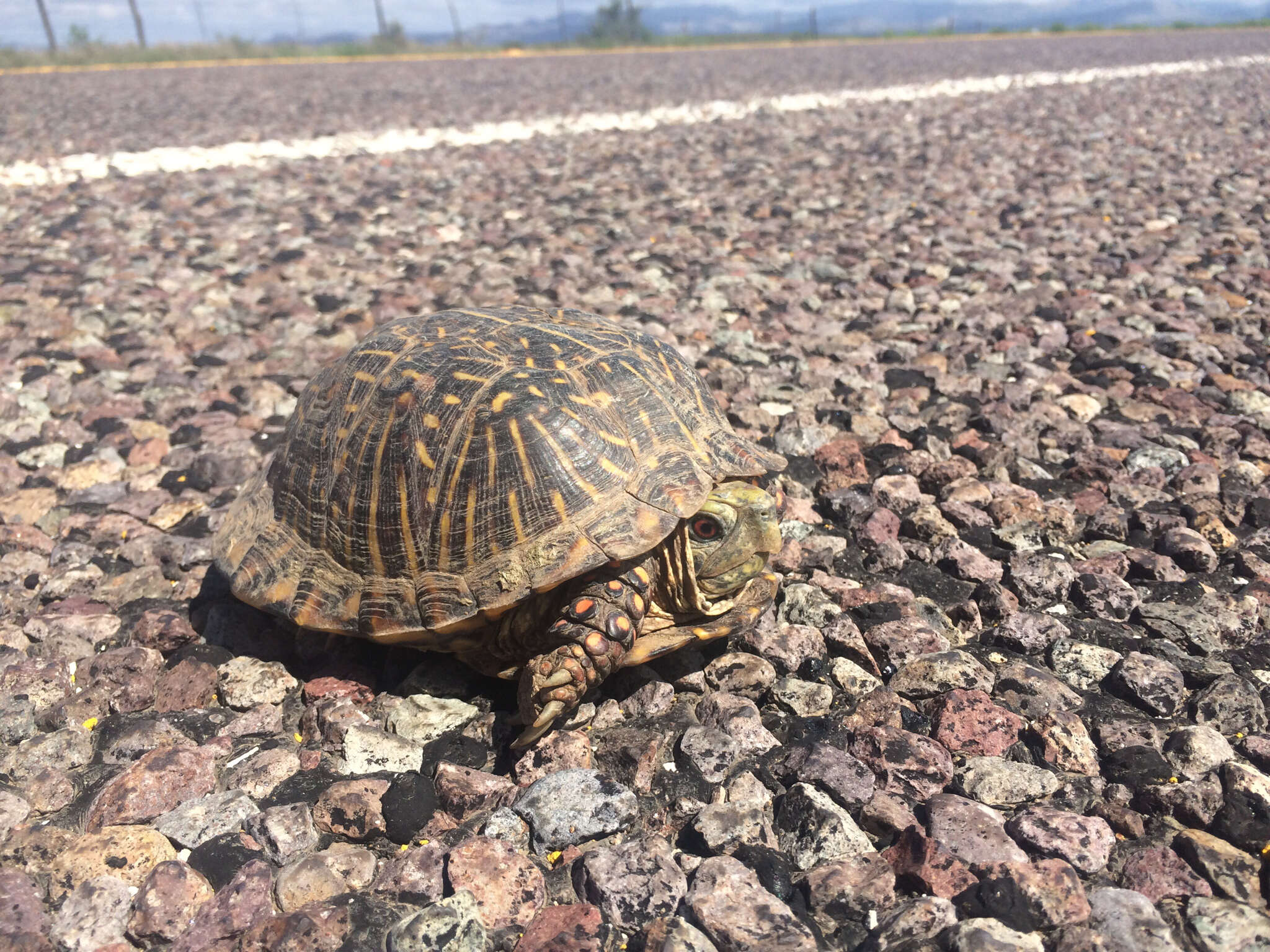 Image of Desert box turtle