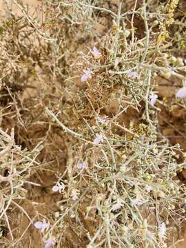 Image of Teucrium chardonianum Maire & Wilczek