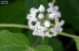 Image of Cynanchum rostellatum (Turcz.) Liede & Khanum