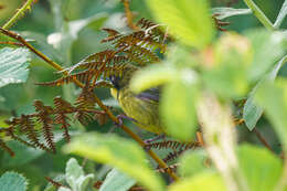 Image of Yellow-throated Apalis