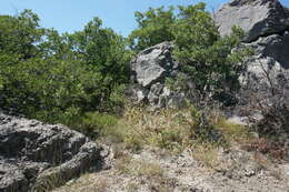 Imagem de Astragalus ponticus Pall.