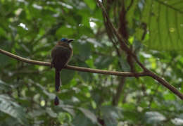 Image of Keel-billed Motmot