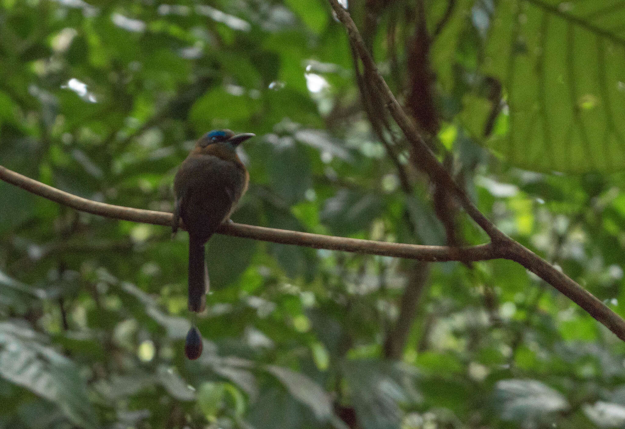 Image of Keel-billed Motmot