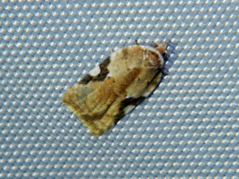 Image of Acleris cervinana Fernald 1882