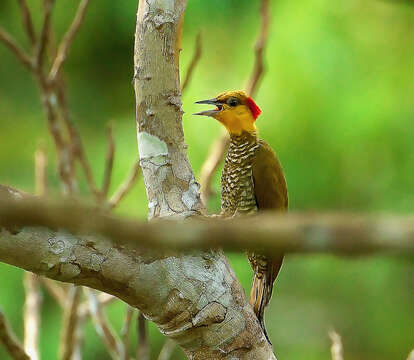 Image of Yellow-throated Woodpecker