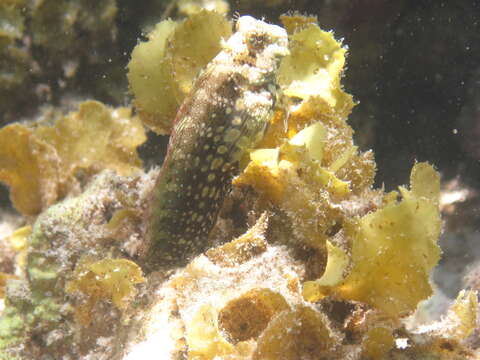 Image of Banded Blenny