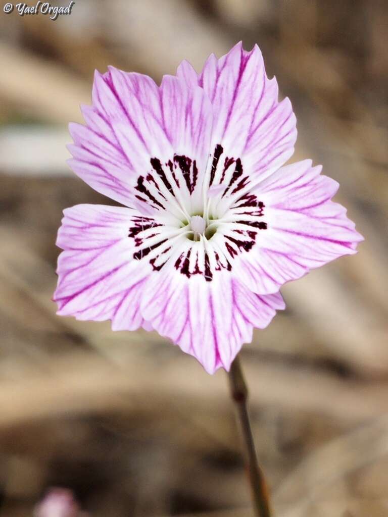 Image of Dianthus strictus Banks & Solander