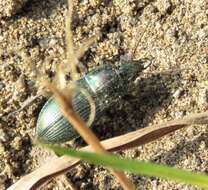 Image de Poecilus (Poecilus) versicolor (Sturm 1824)