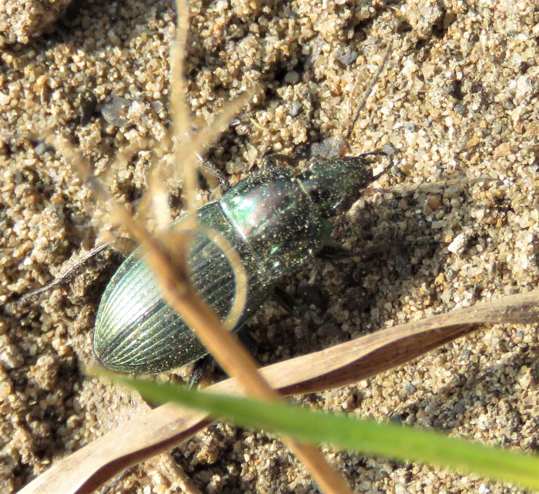 Image de Poecilus (Poecilus) versicolor (Sturm 1824)