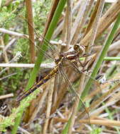 Image of Keeled Skimmer