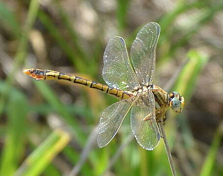 Image of Clubbed Talontail