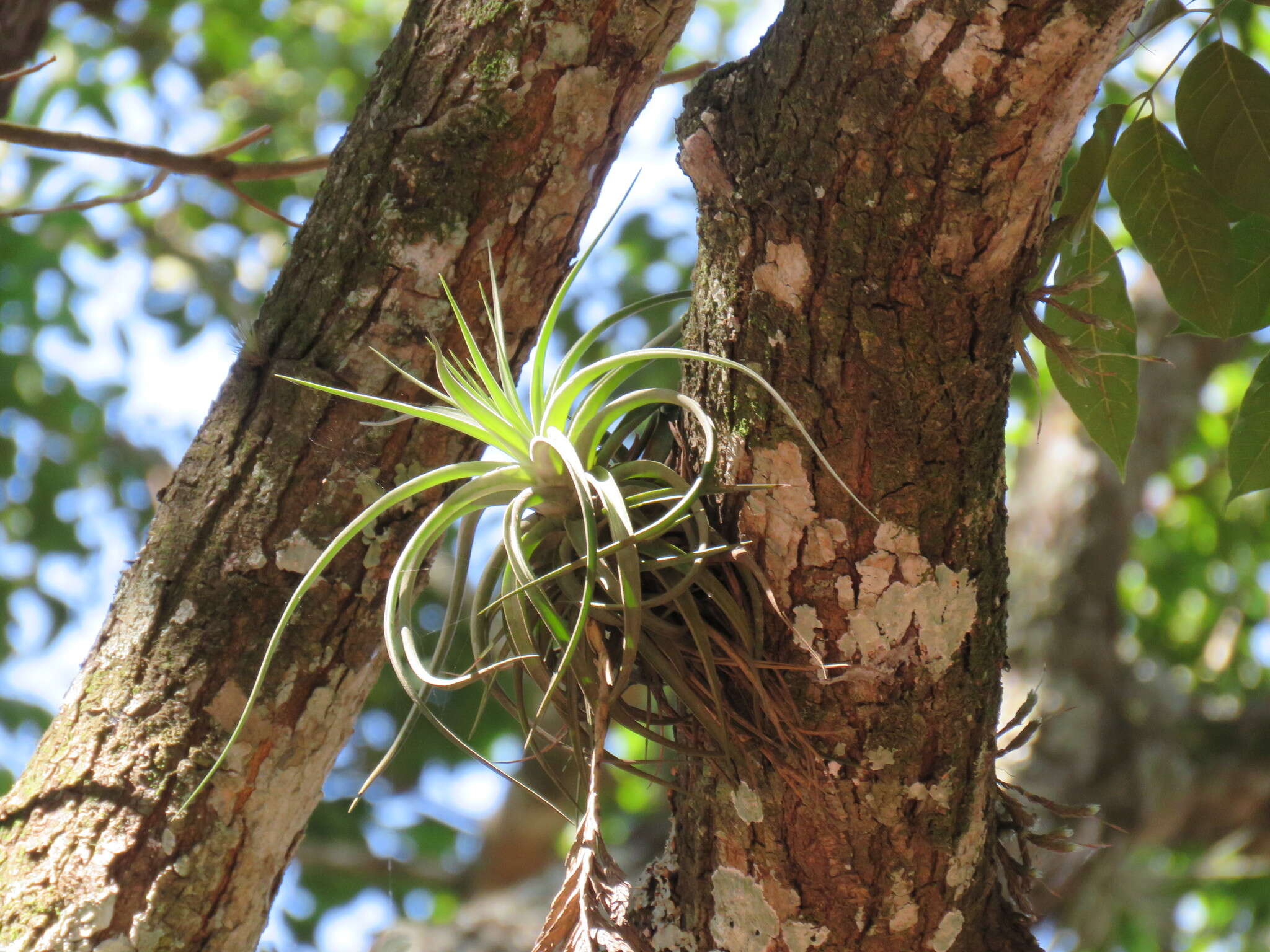 Image of Tillandsia didisticha (É. Morren) Baker