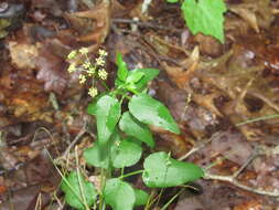 Image of Thaspium trifoliatum var. flavum S. F. Blake
