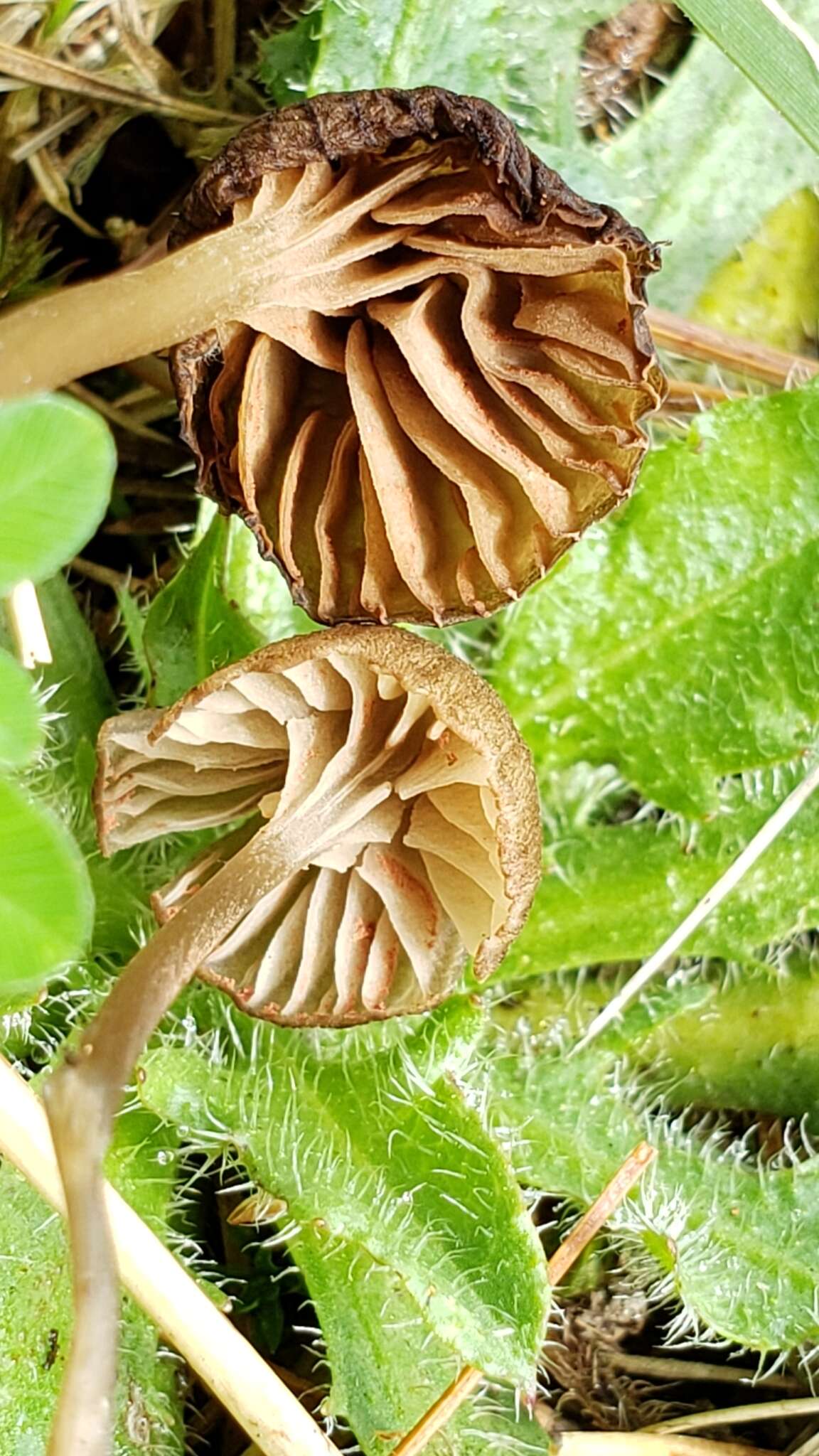 Image of Entoloma cuboideum Hesler 1967