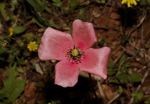 Image of Papaver lecoqii La Motte