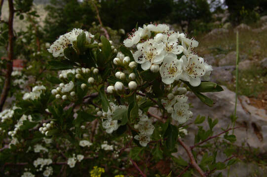 Image of Crataegus sinaica Boiss.