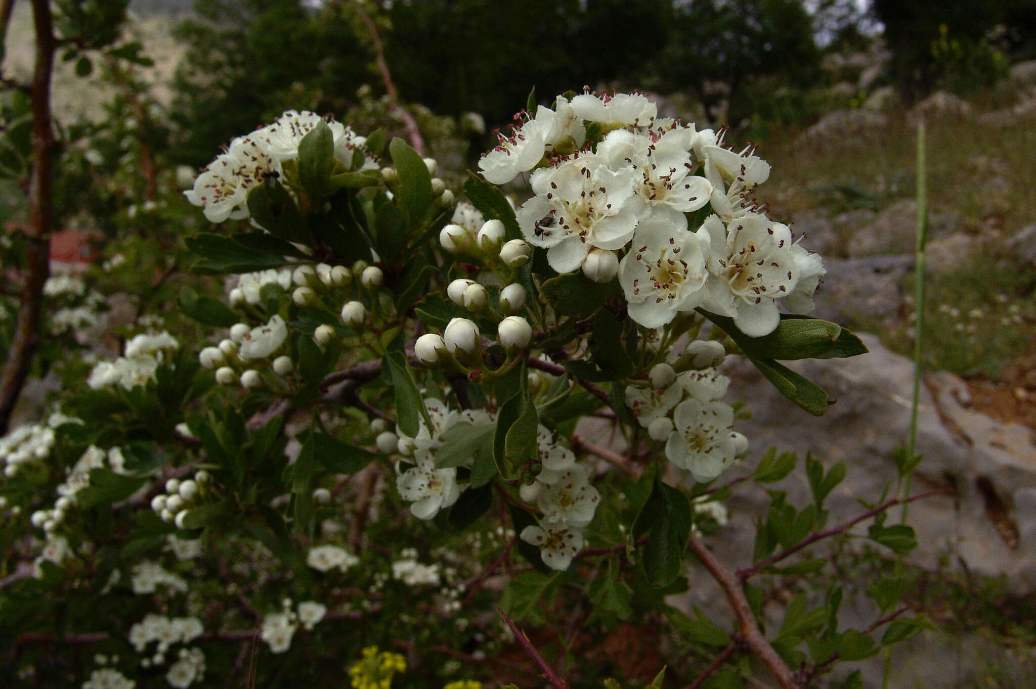 Image de Crataegus sinaica Boiss.