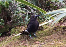 Image of Lord Howe currawong