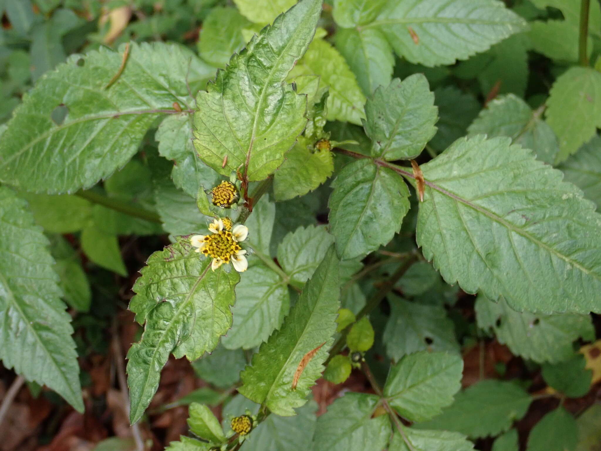 Image de Bidens pilosa var. minor (Bl.) Sherff