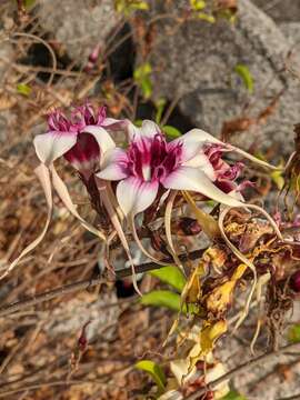 Image de Strophanthus sarmentosus DC.