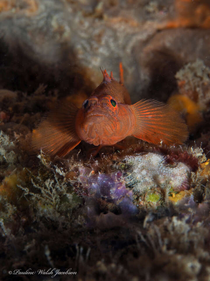 Image of Rusty Goby