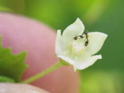 Image of Zehneria cunninghamii F. Müll.