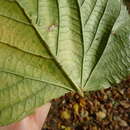 Image of Tilia platyphyllos subsp. platyphyllos