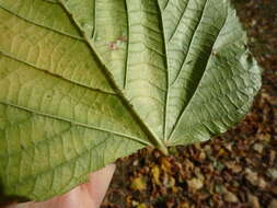 Tilia platyphyllos subsp. platyphyllos resmi