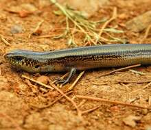 Image of Two-lined Ground Skink