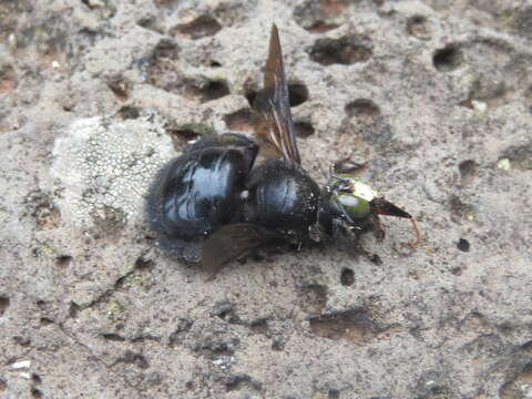 Plancia ëd Xylocopa guatemalensis Cockerell 1912