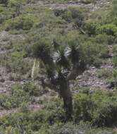 Image of Yucca potosina Rzed.