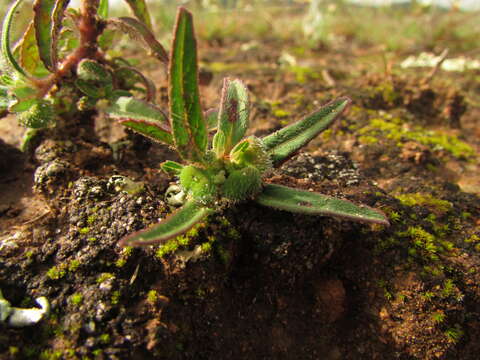 Image of hairy-fruit spurge