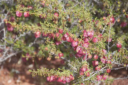 Image of Dodonaea microzyga F. Müll.