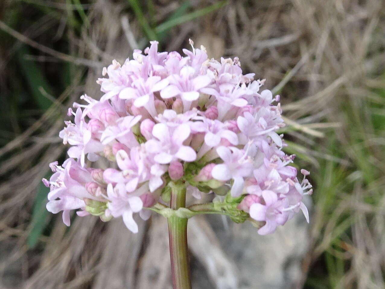 Imagem de Valeriana dioscoridis Sibth. & Sm.