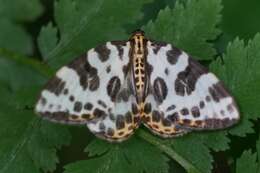 Image of Gandaritis whitelyi (Butler 1878)