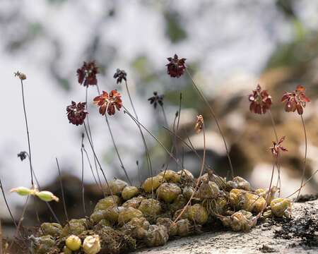 Image de Bulbophyllum proudlockii (King & Pantl.) J. J. Sm.