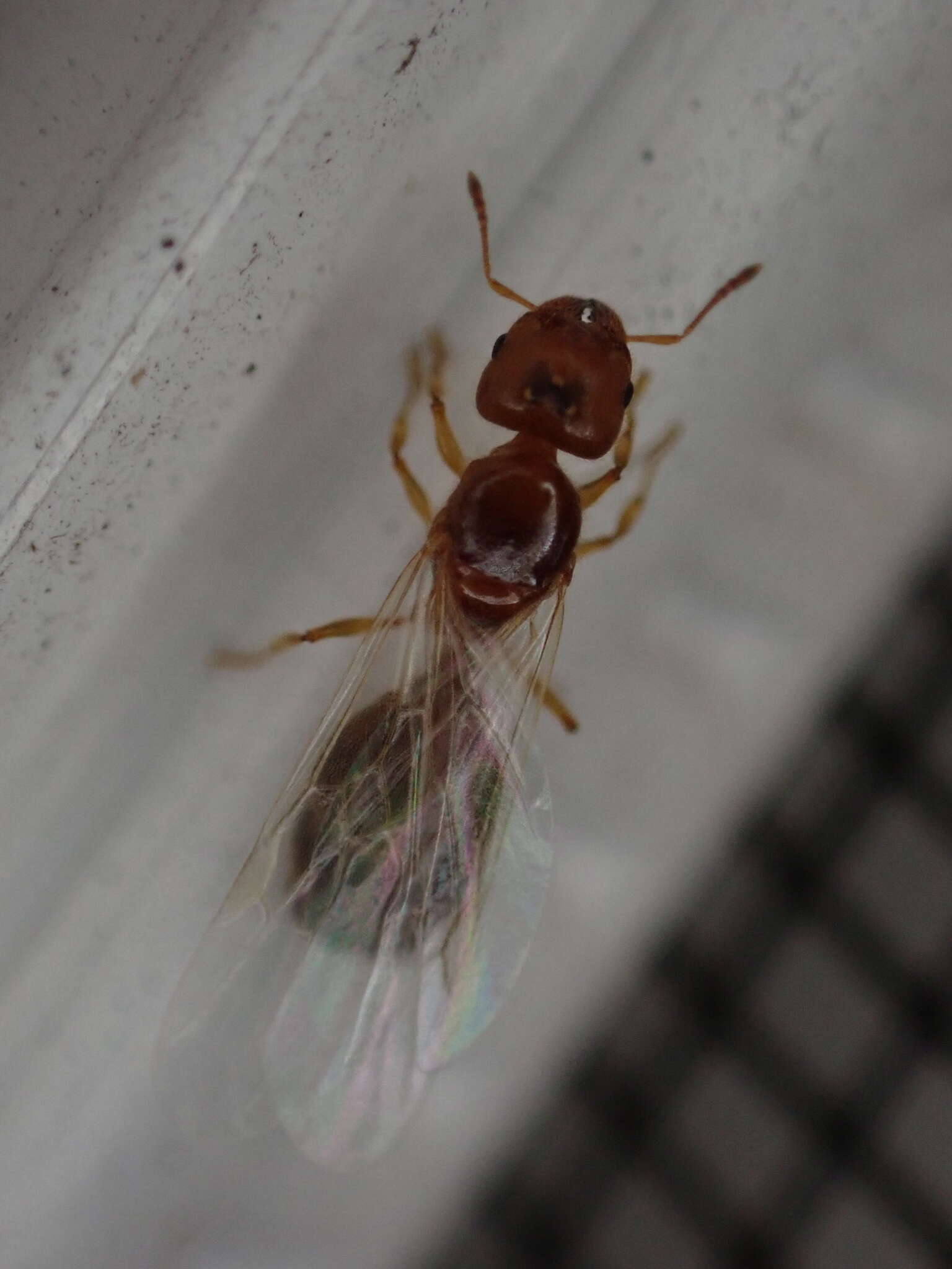 Pheidole bicarinata Mayr 1870 resmi