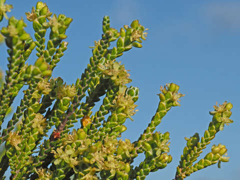 Image of Passerina truncata (Meissn.) Bredenk. & A. E. van Wyk