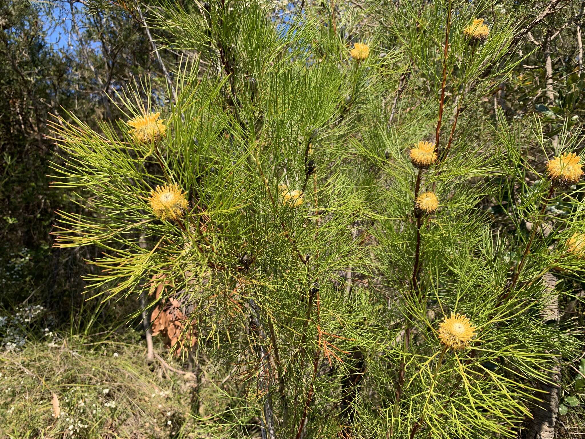 Image of Isopogon anethifolius (Salisb.) Knight