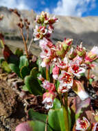 Image of Himalayan Bergenia