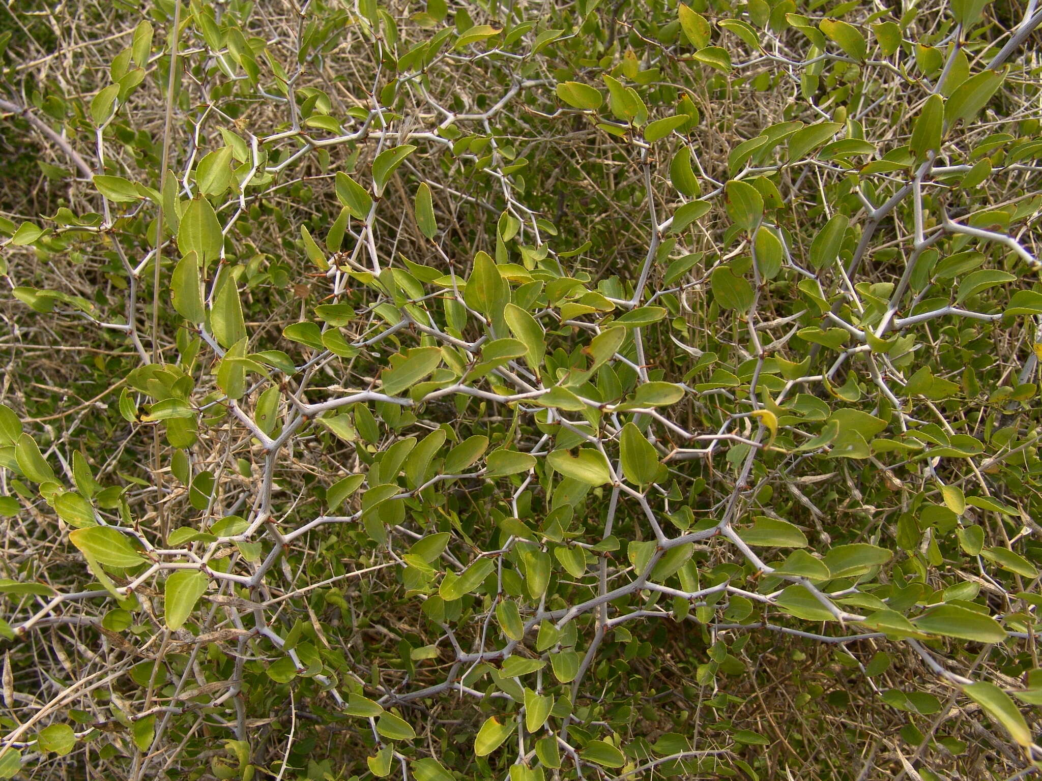 Plancia ëd Ziziphus lotus (L.) Lam.