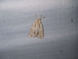 Image of Ochre Dagger Moth